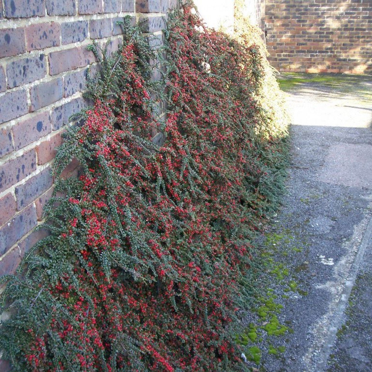 Кизильник распростертый