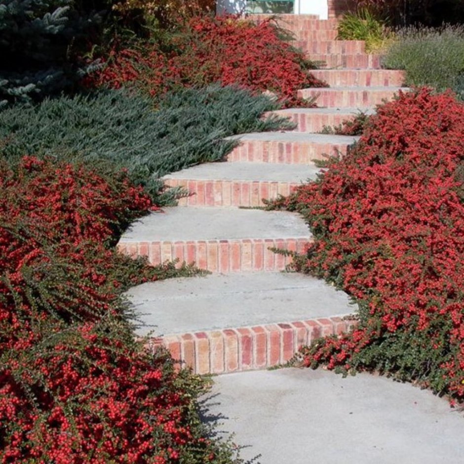 Кизильник гибридный Корал Бьюти