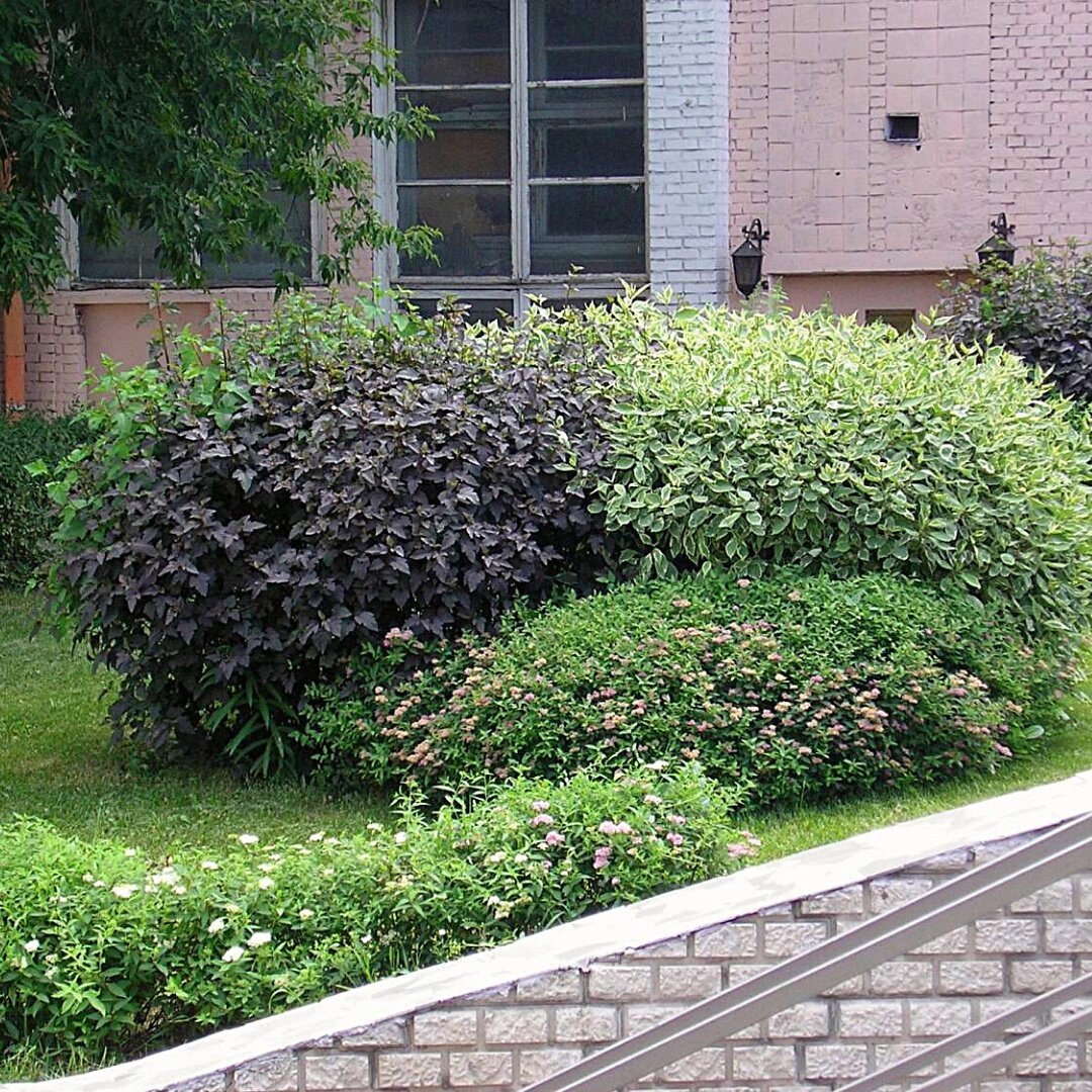 Кизильник блестящий Живая изгородь