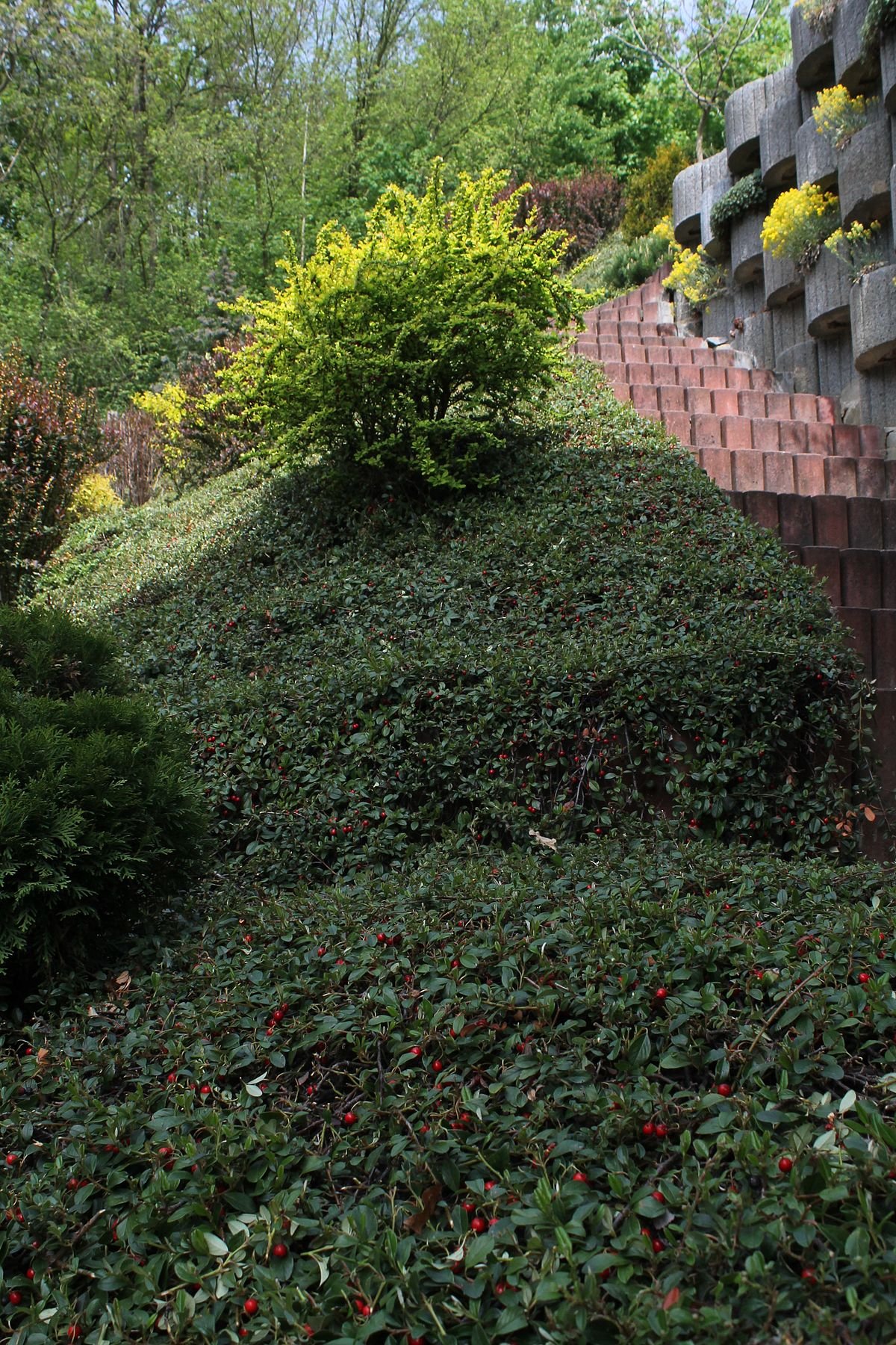 Изгородь кизильник Стокгольм