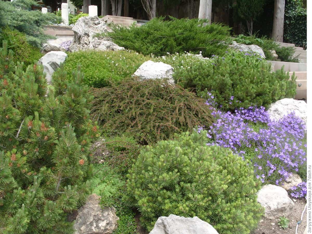 Кизильник в рокарии