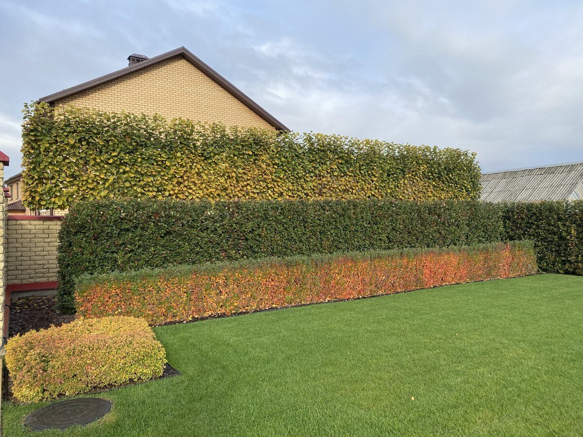 Живые изгороди Корея