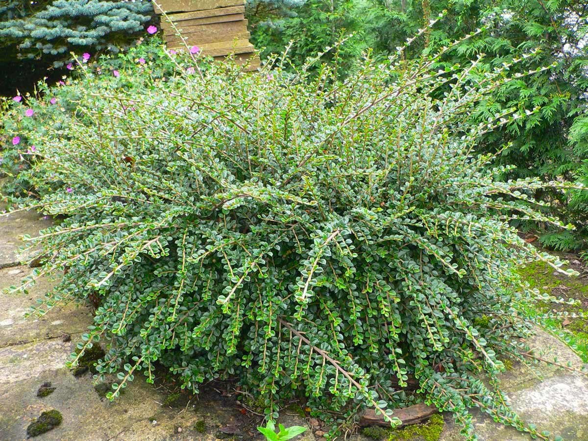 Кизильник Cotoneaster horizontalis