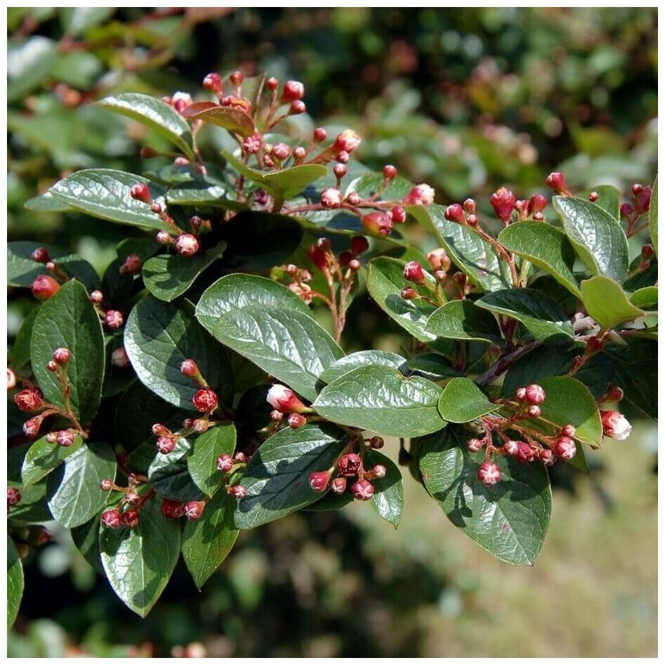 Кизильник Cotoneaster lucidus