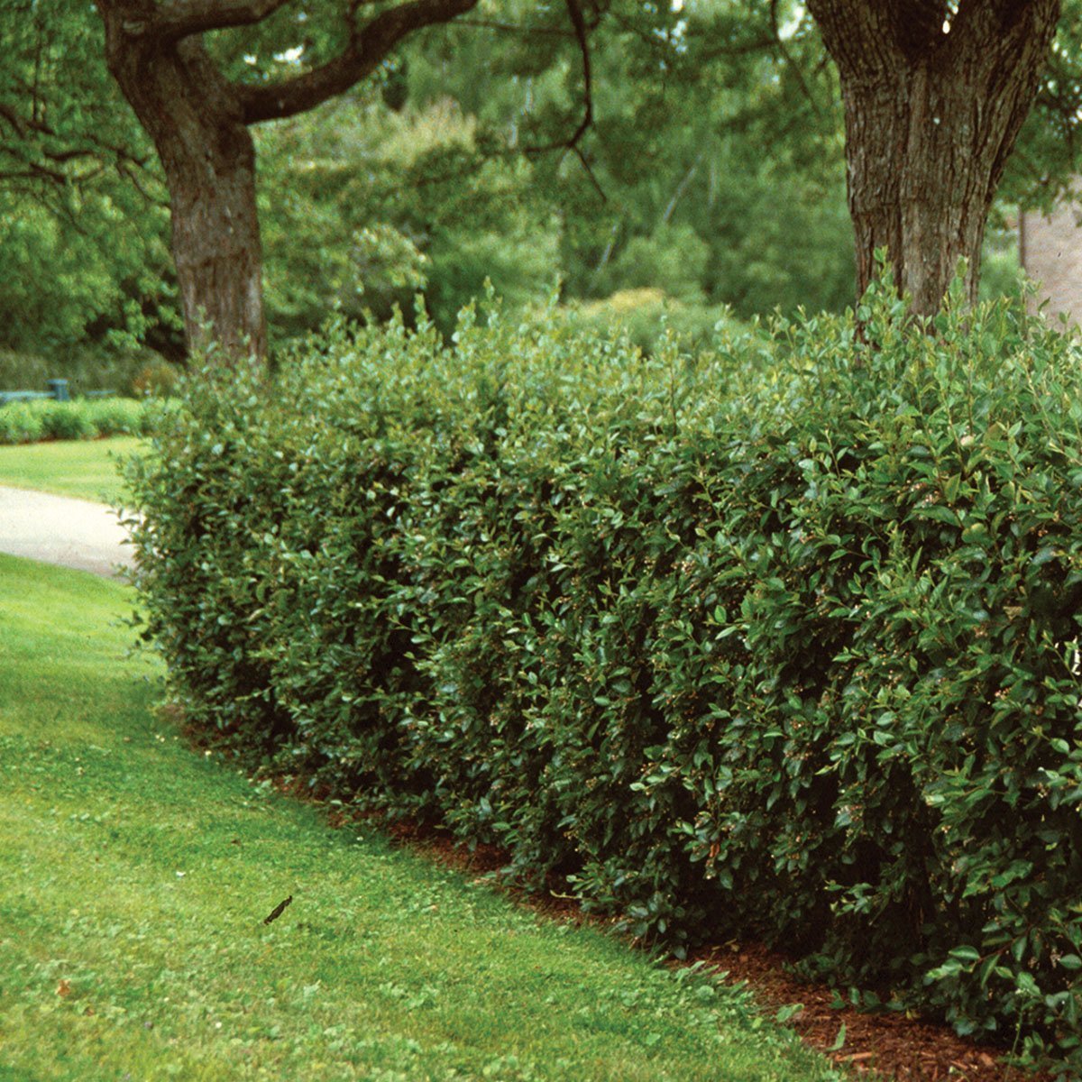 Кизильник черноплодный куст изгородь