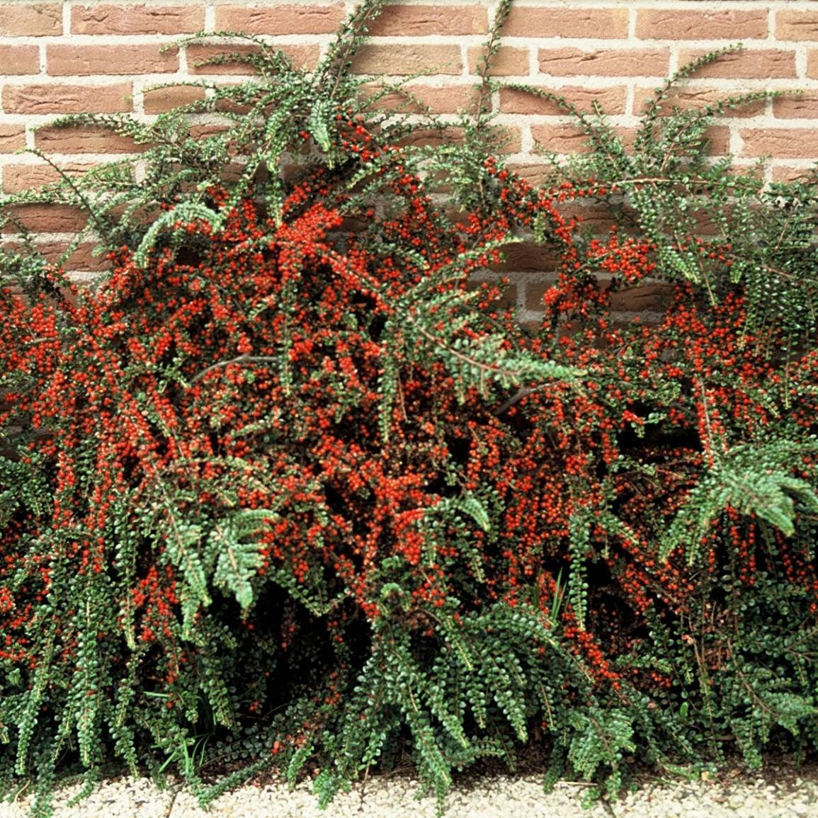 Кизильник Урсинов