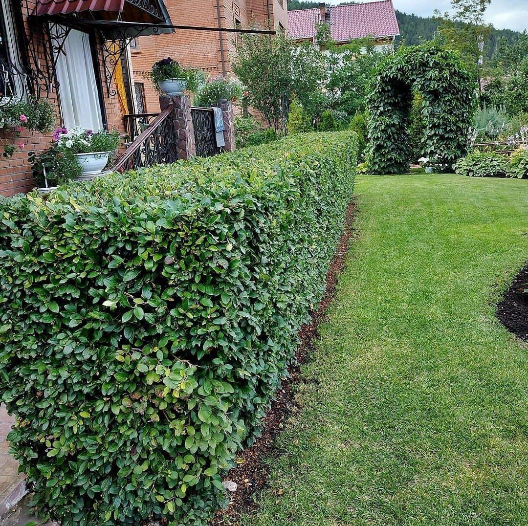 Кизильник Живая изгородь