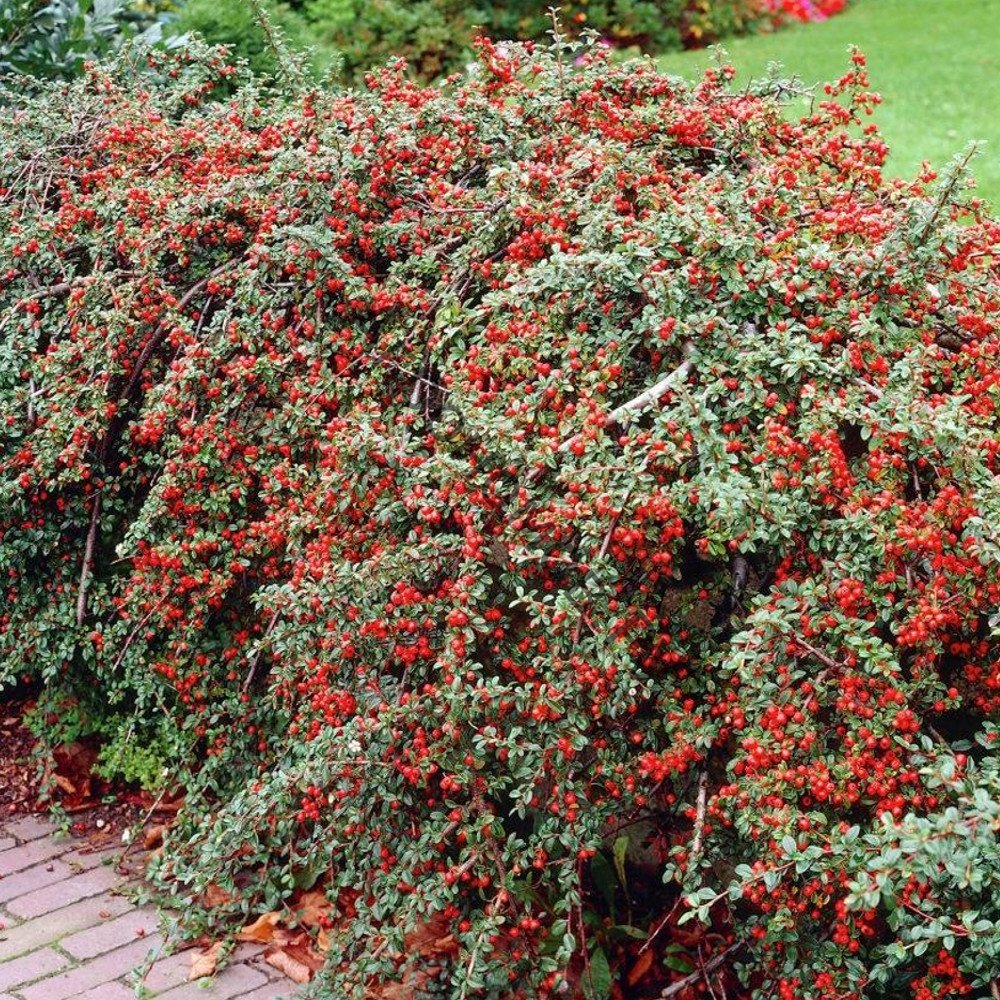 Кизильник Даммера