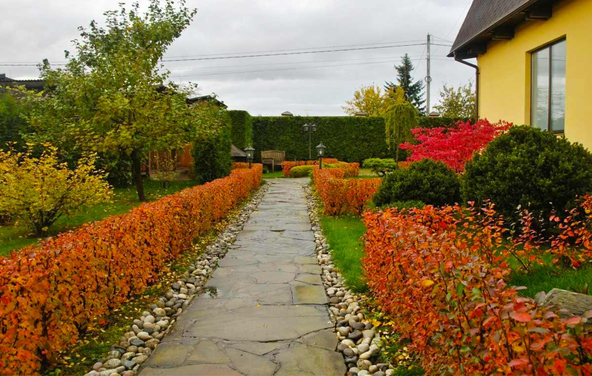 Куст кизильник Живая изгородь