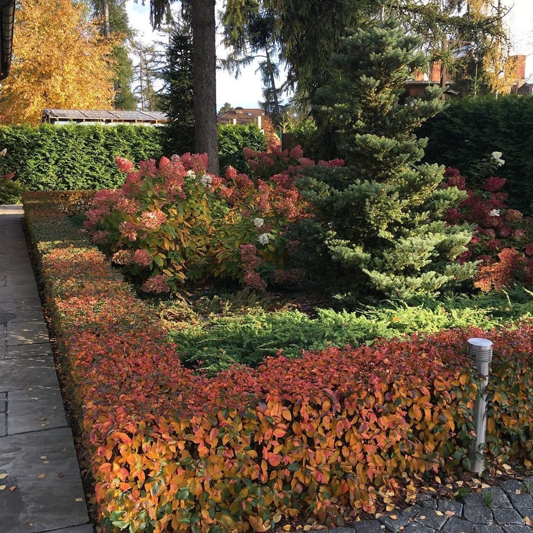 Живая изгородь из кизильника