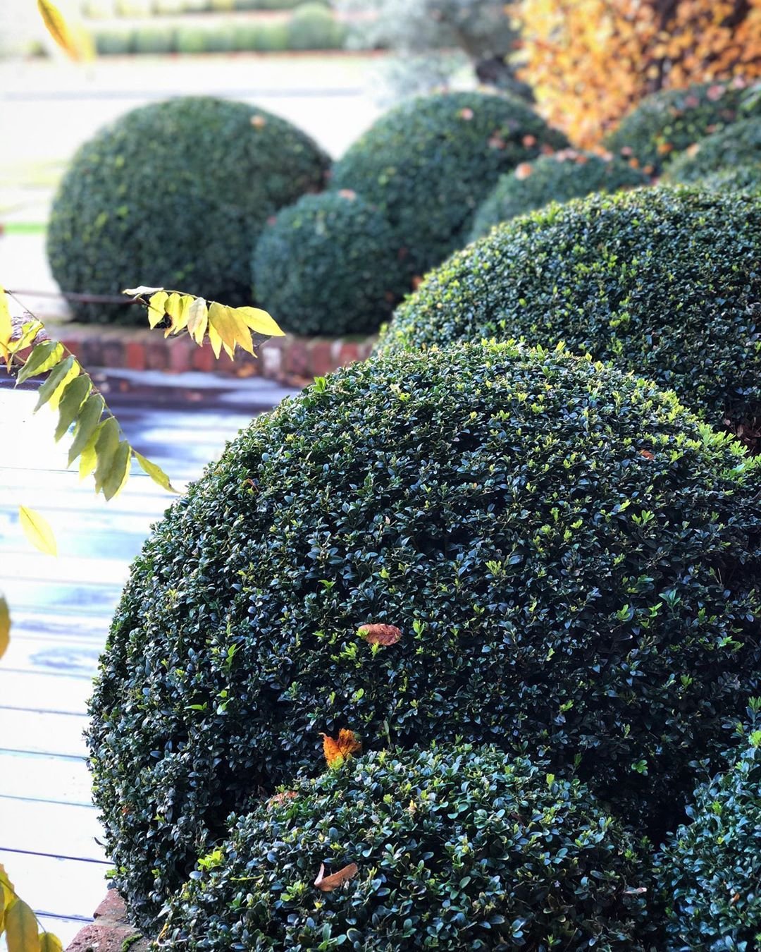 Топиарная стрижка барбариса