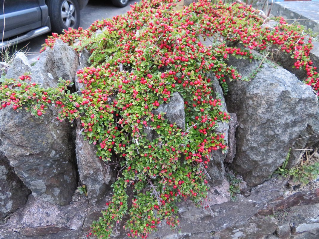 Кизильник горизонтальный (Cotoneaster horizontalis)