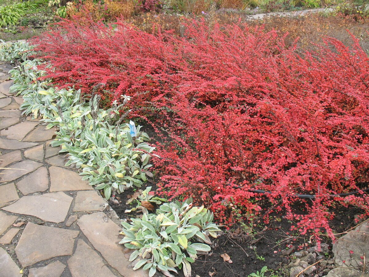 Кизильник горизонтальный