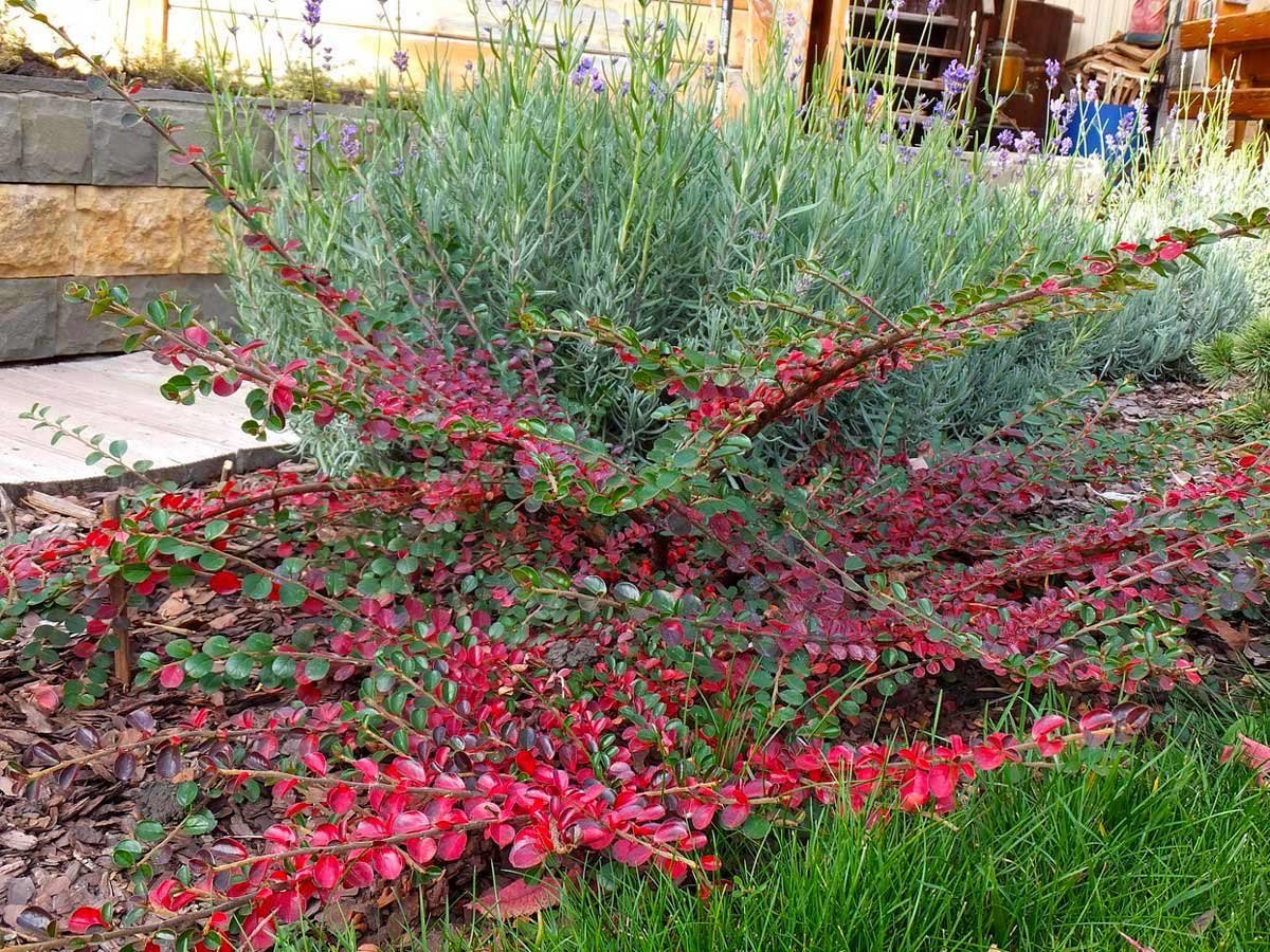 Кизильник Перпусиллис