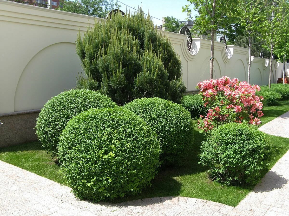 Спирея самшит