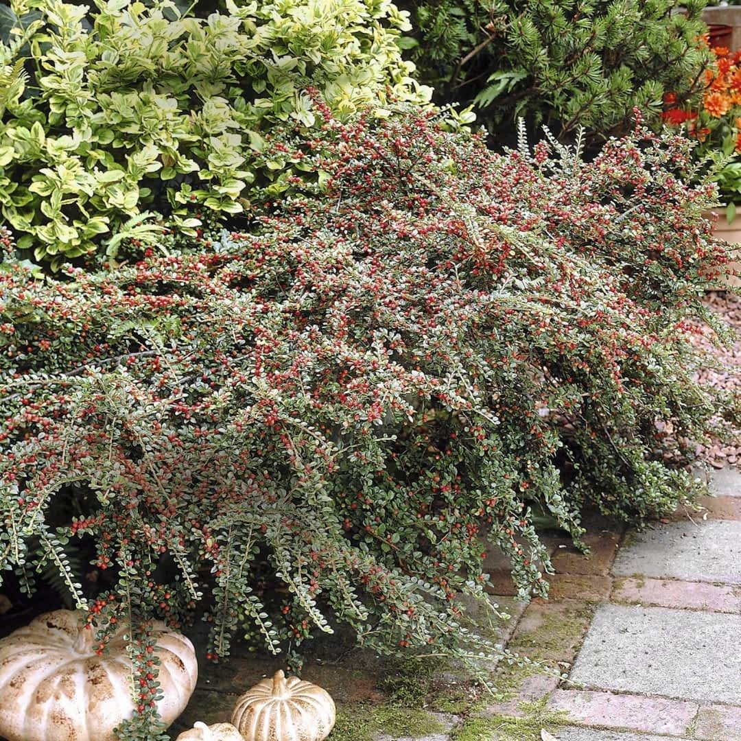 Кизильник Корал Бьюти