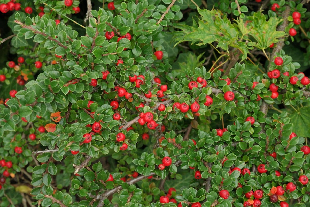 Кизильник Даммера Мэйджор