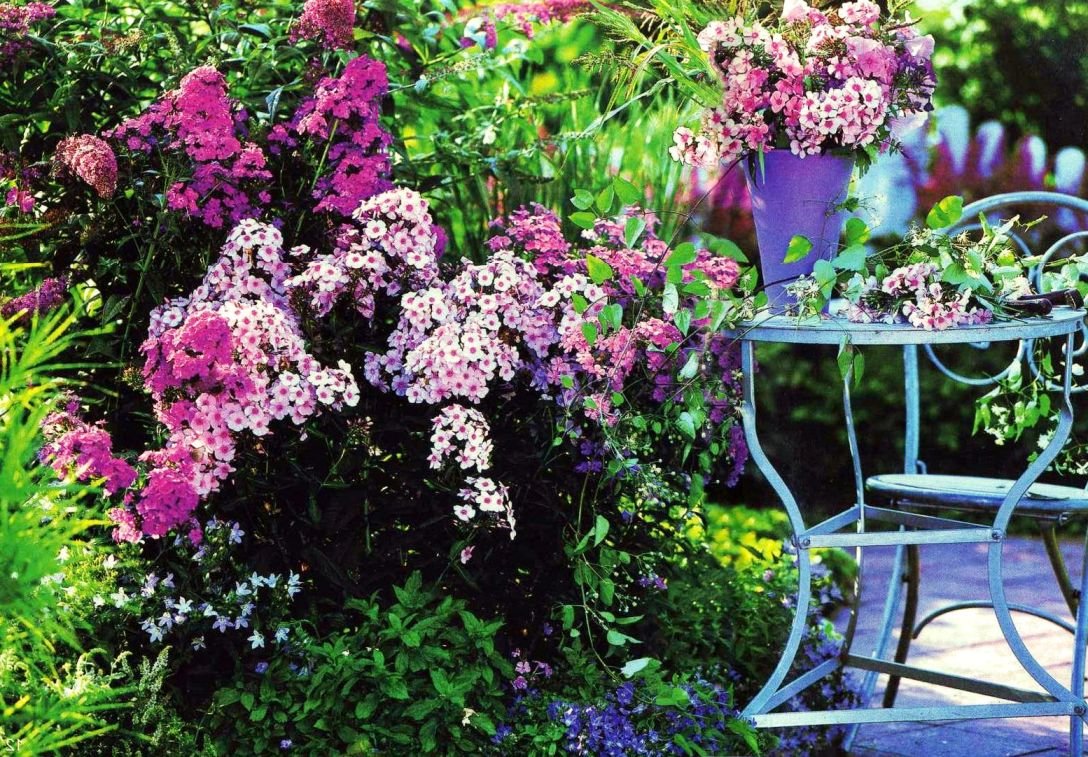 Клумба с флоксами