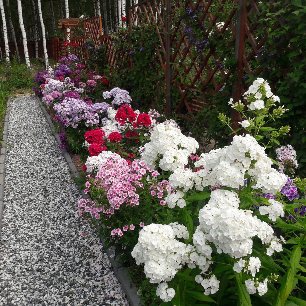 Алиссум и гортензия