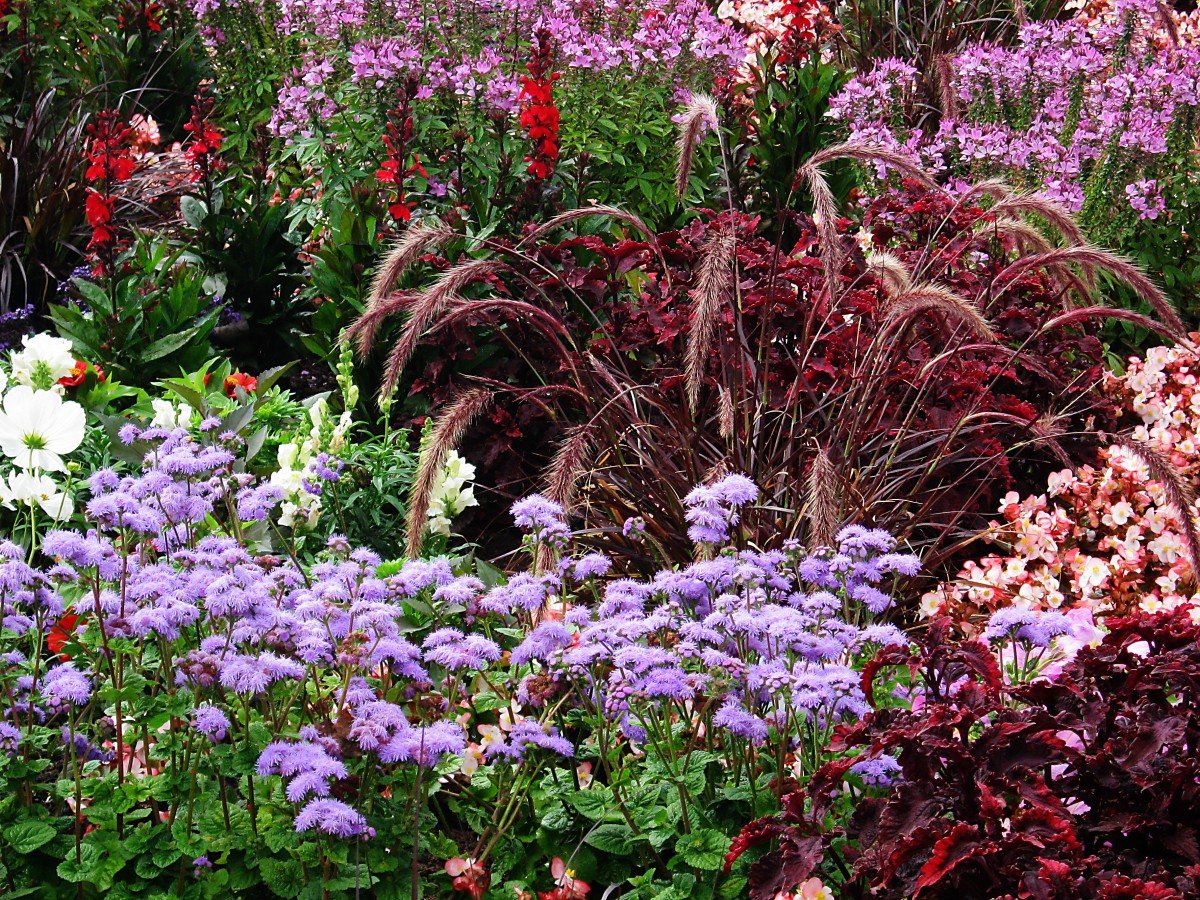 Флоксы в миксбордере