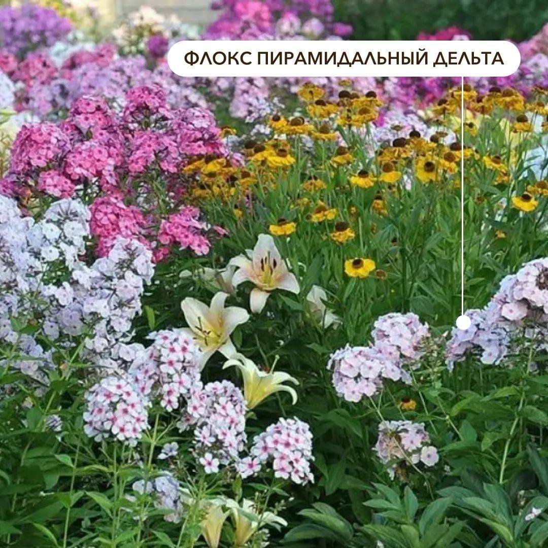 Флокс метельчатый на клумбе