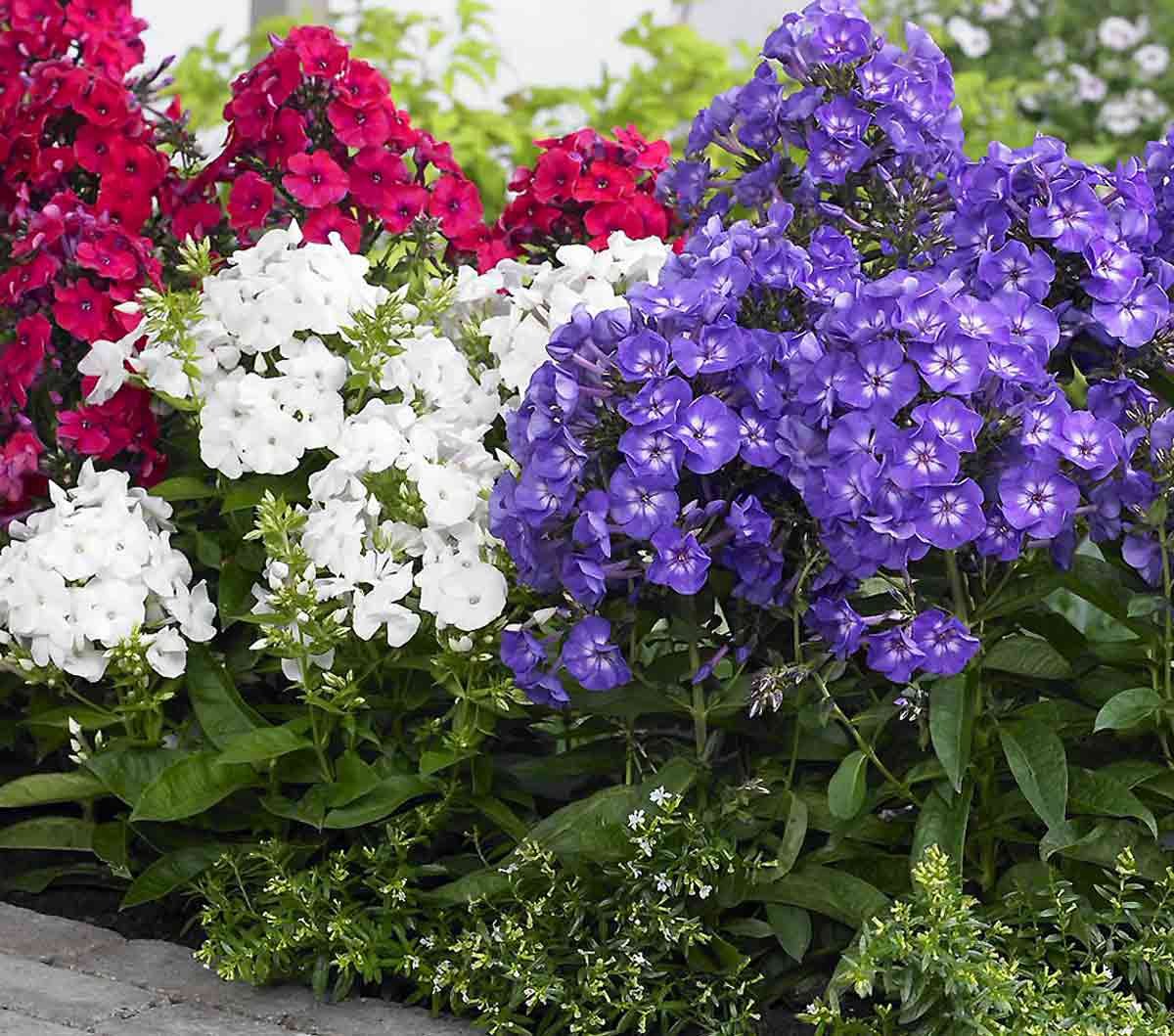 Флоксы цвета