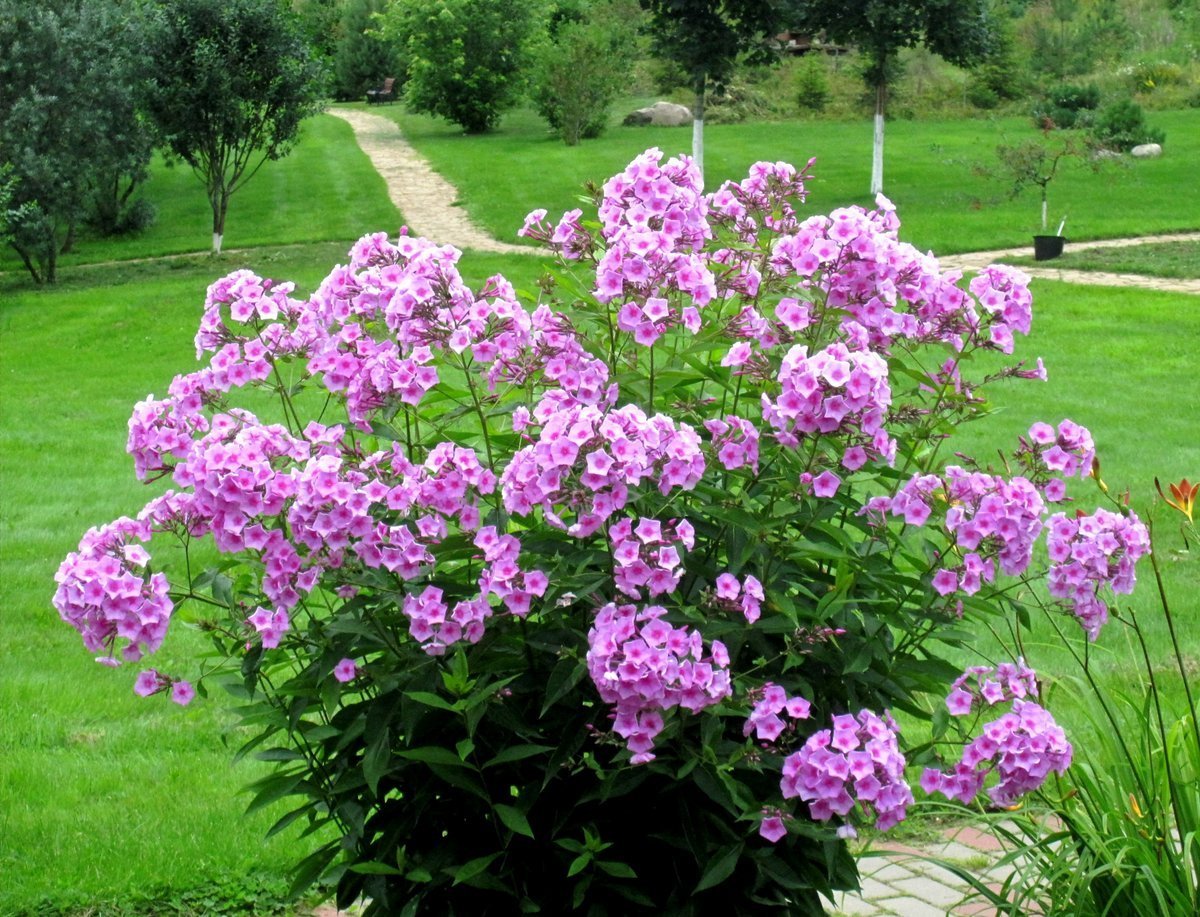 Флокс метельчатый Лаура