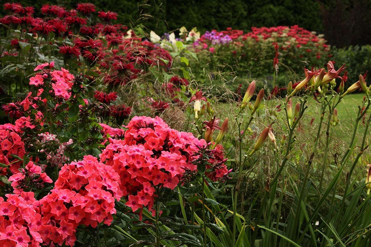 Флокс метельчатый красный в саду