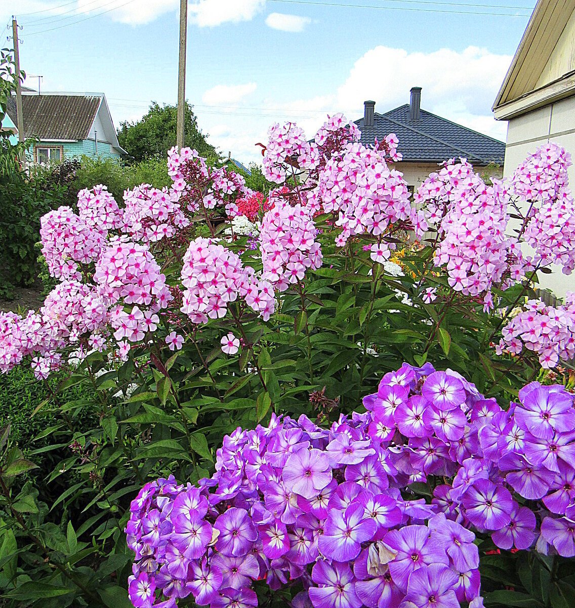 Флоксы метельчатые многолетние