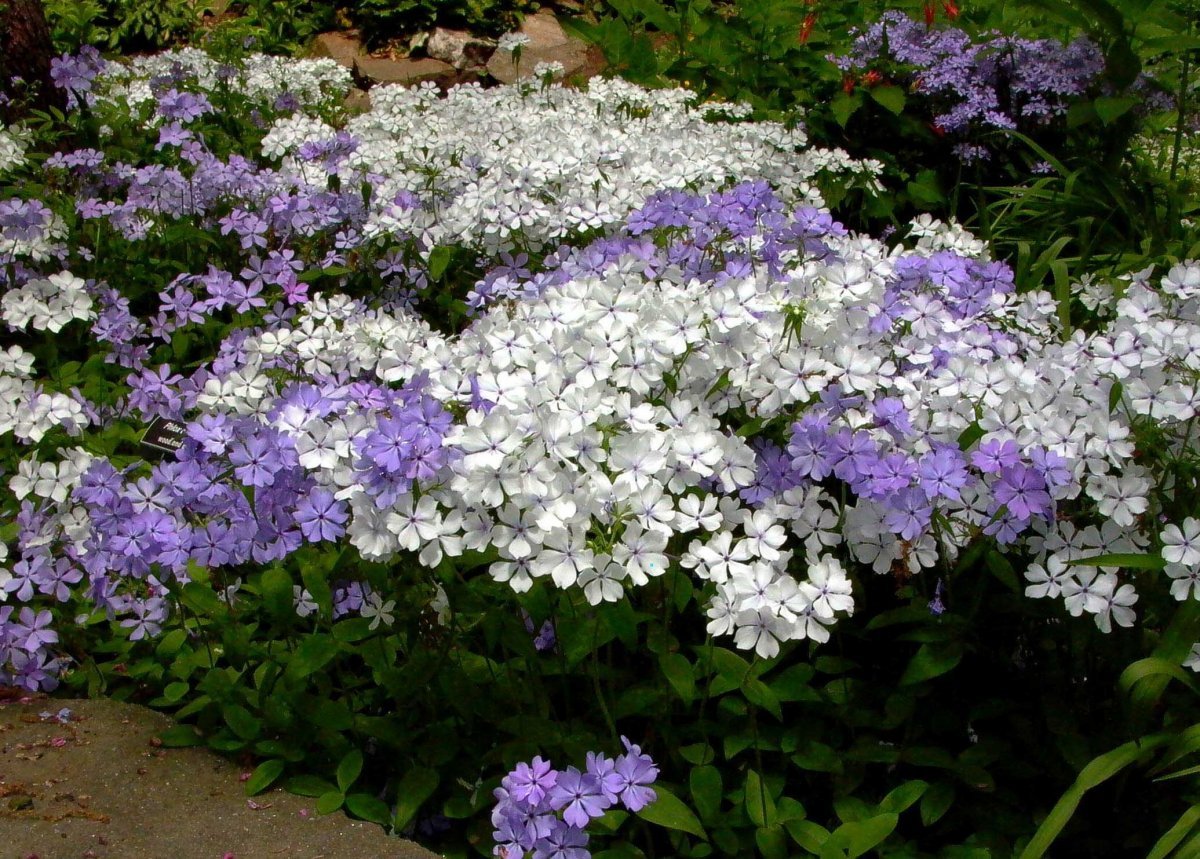 Флоксы бордюрные