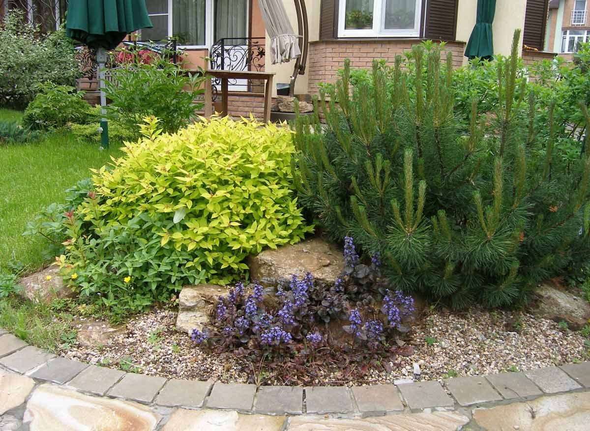 Сосна Горная Мугус в миксбордере