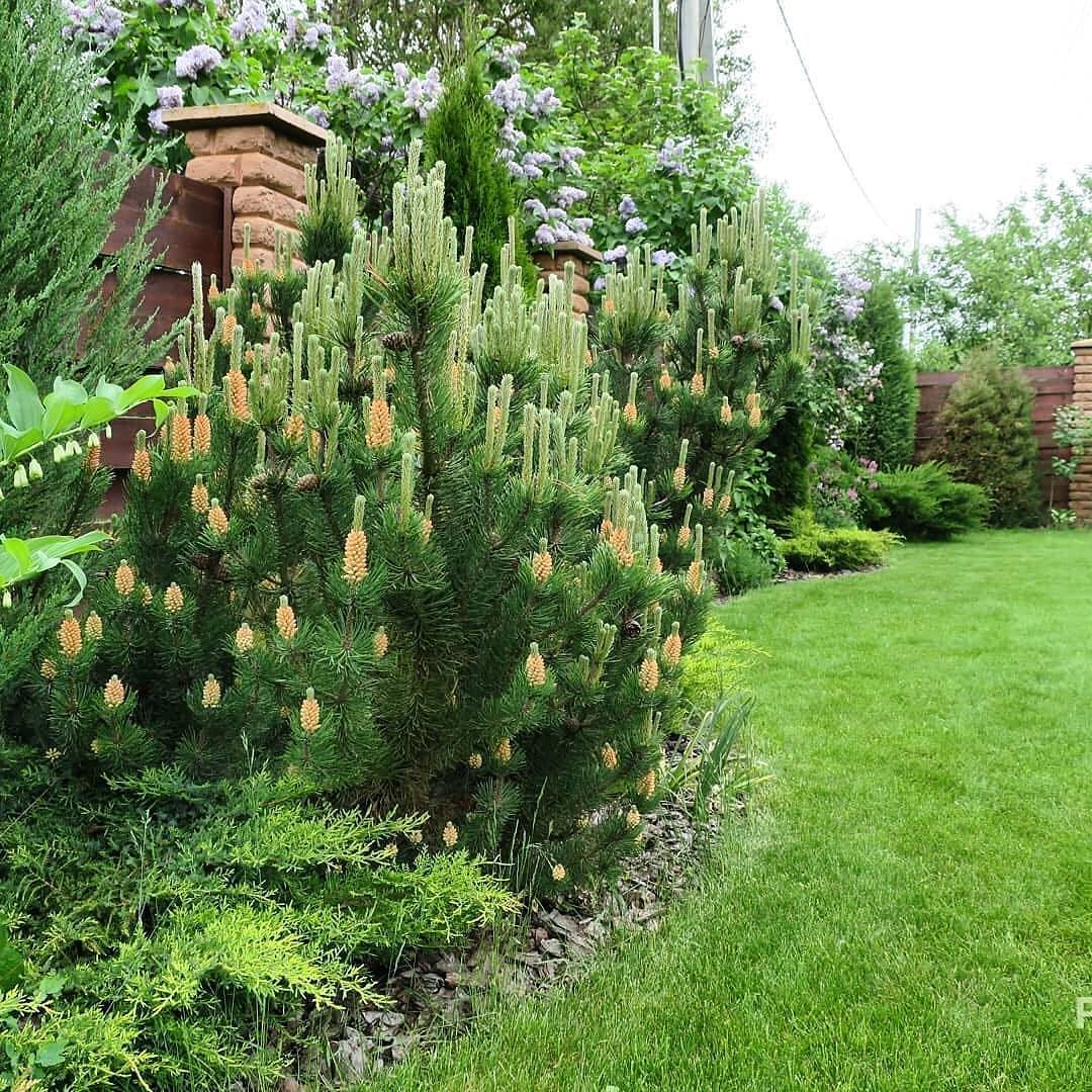 Сосна Горная Мугус