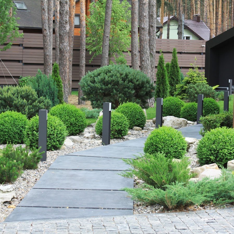 Туя Даника и можжевельник