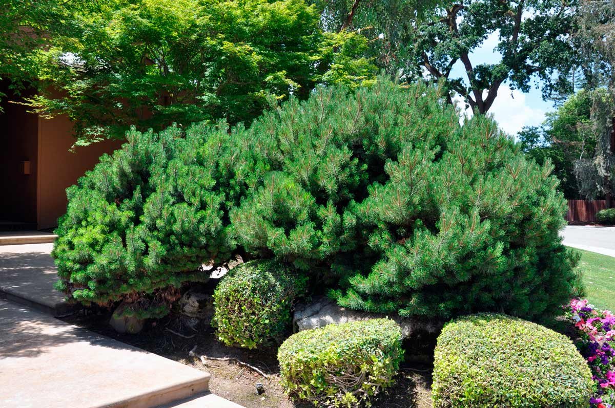 Хвойные сосна Горная Мугус