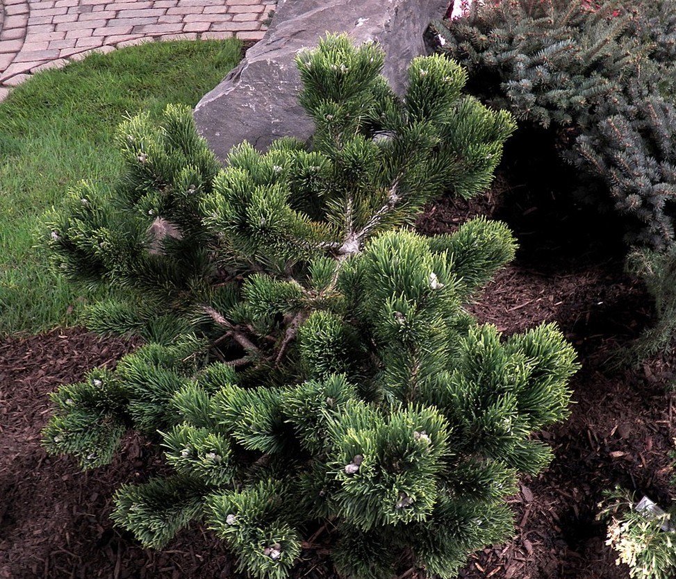 Сосна Горная Мугус