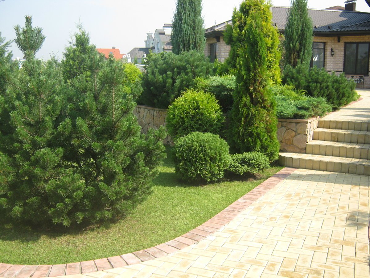 Сосна Горная Мугус