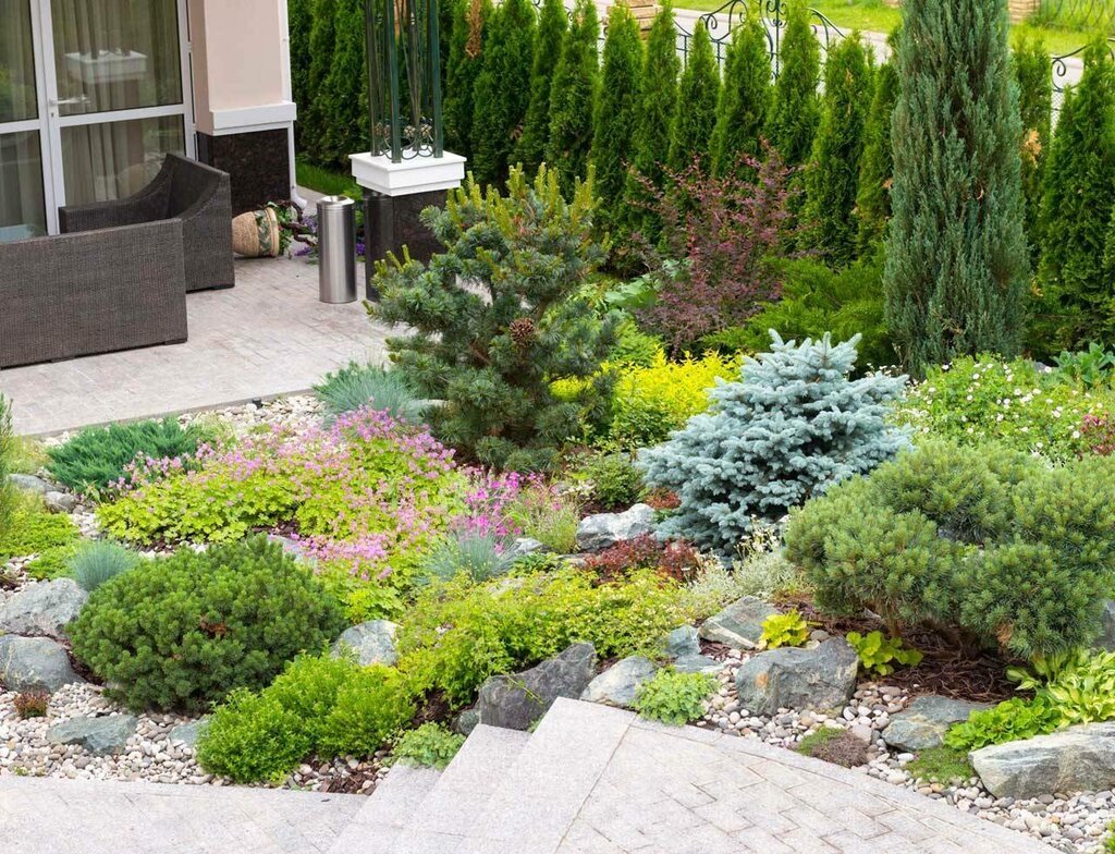 Сосна Горная Мугус в ландшафтном