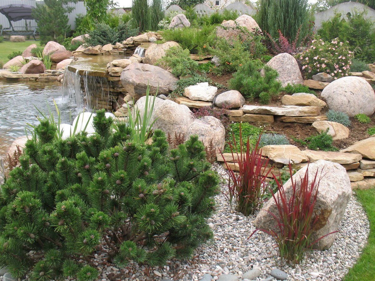 Сосна Горная Мугус в ландшафтном