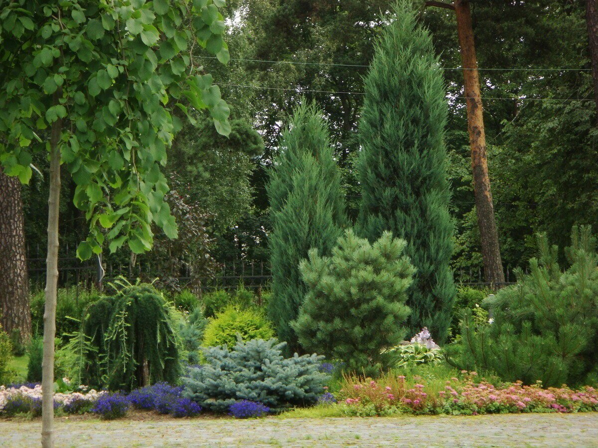 Сосна Грин рокет