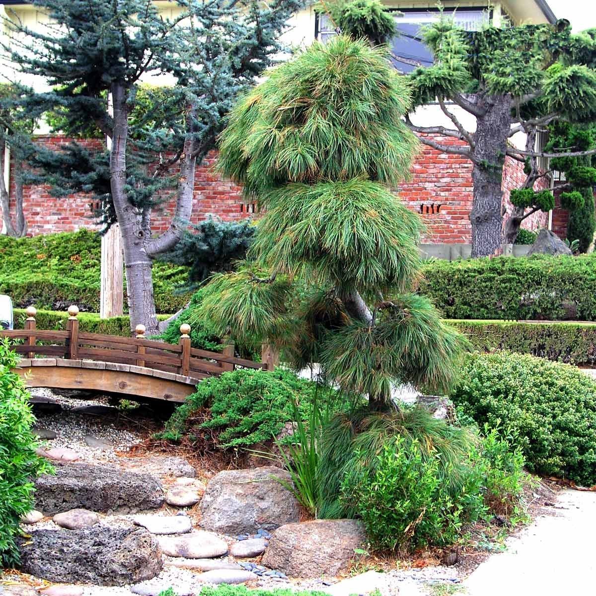 Сосна Веймутова Пендула