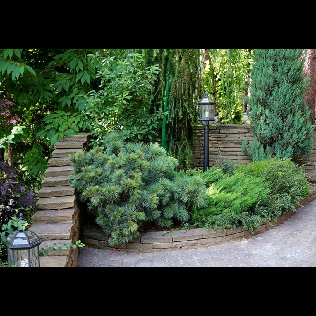 Можжевельник Пумилио