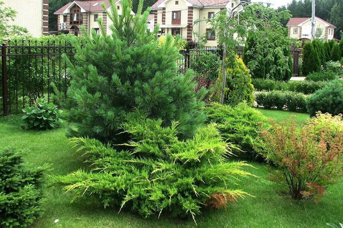 Хвойники сосны обыкновенной