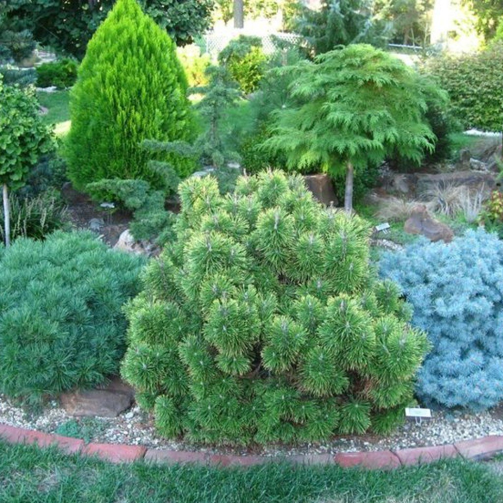 Горная сосна туя ель