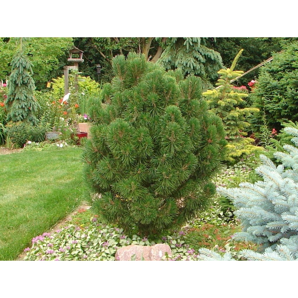 Сосна Горная Гном