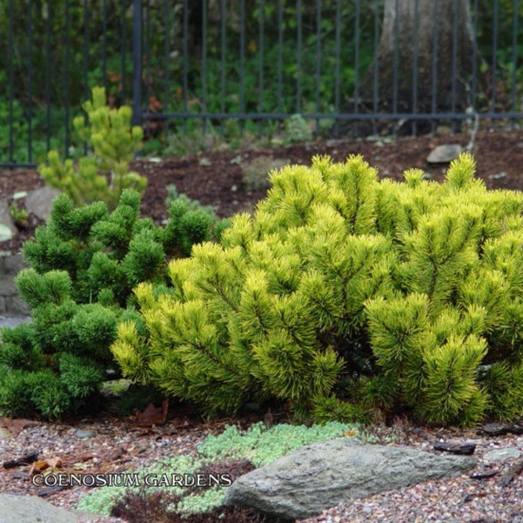 Сосна Горная Carsten's Wintergold