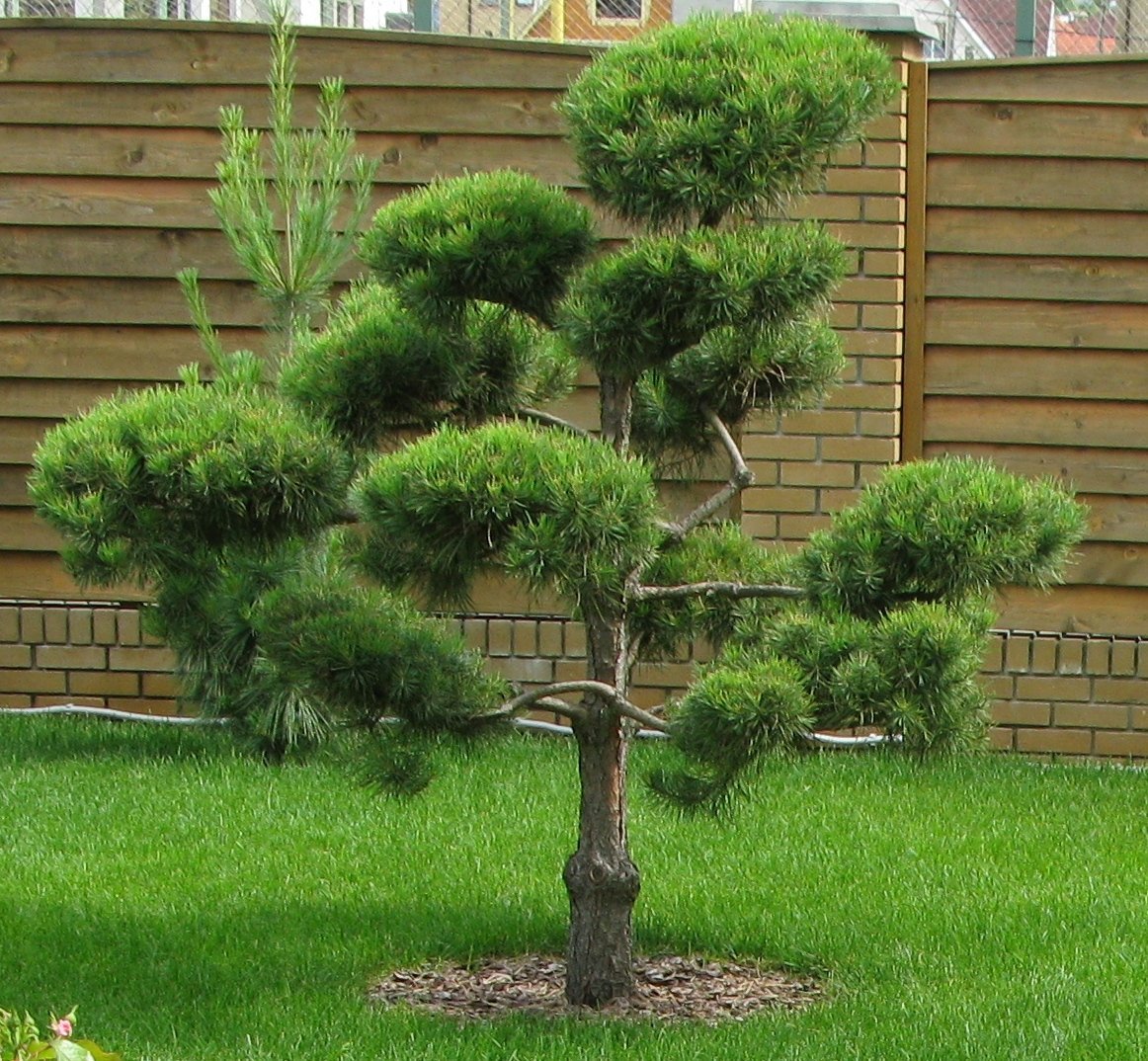 Бонсай, Горная сосна