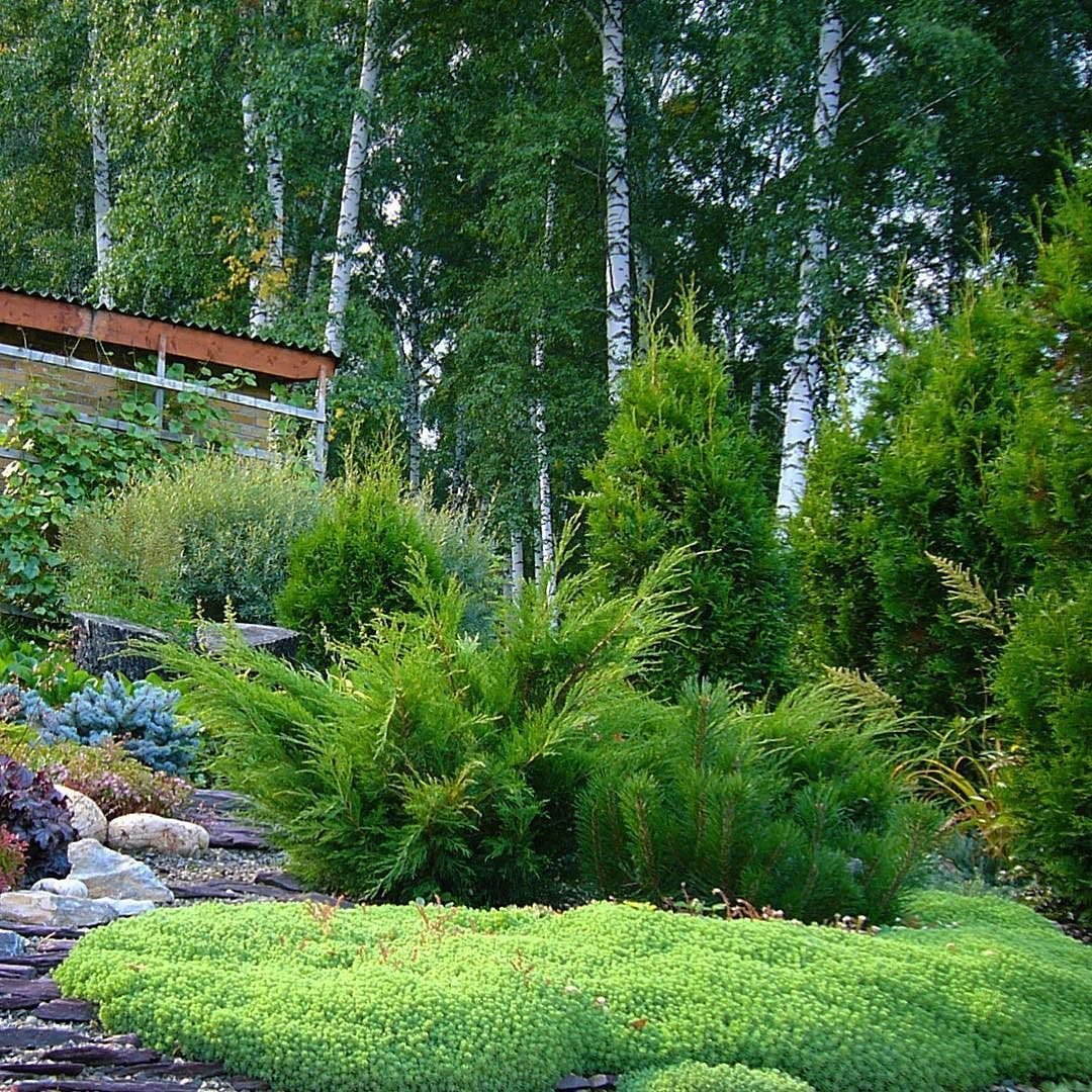 Туя Смарагд,можжевельник казацкий,Горная сосна-клумба