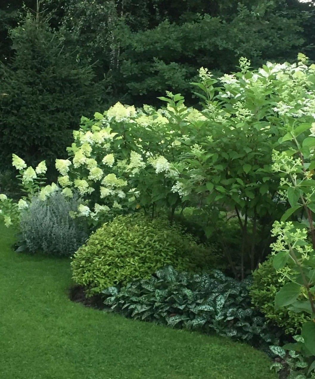 Дерен пузыреплодник Барбарис гортензия