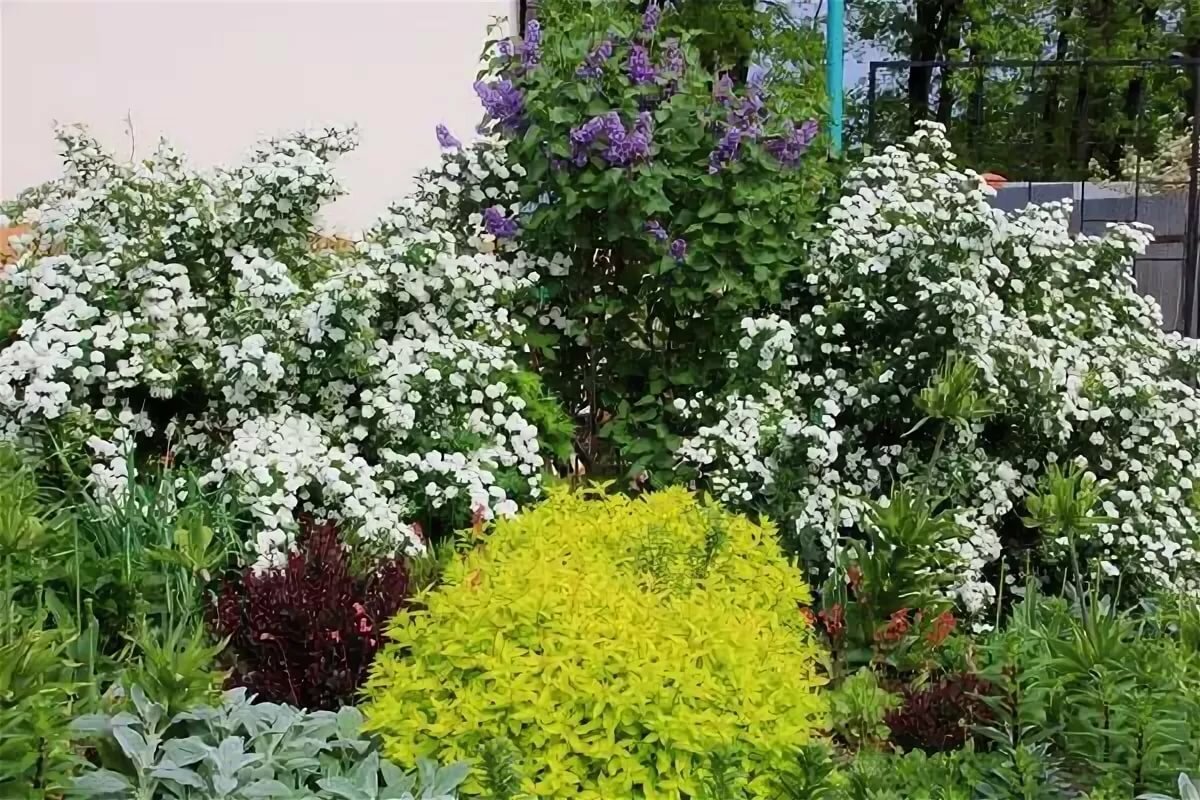 Спирея Вангутта в миксбордере