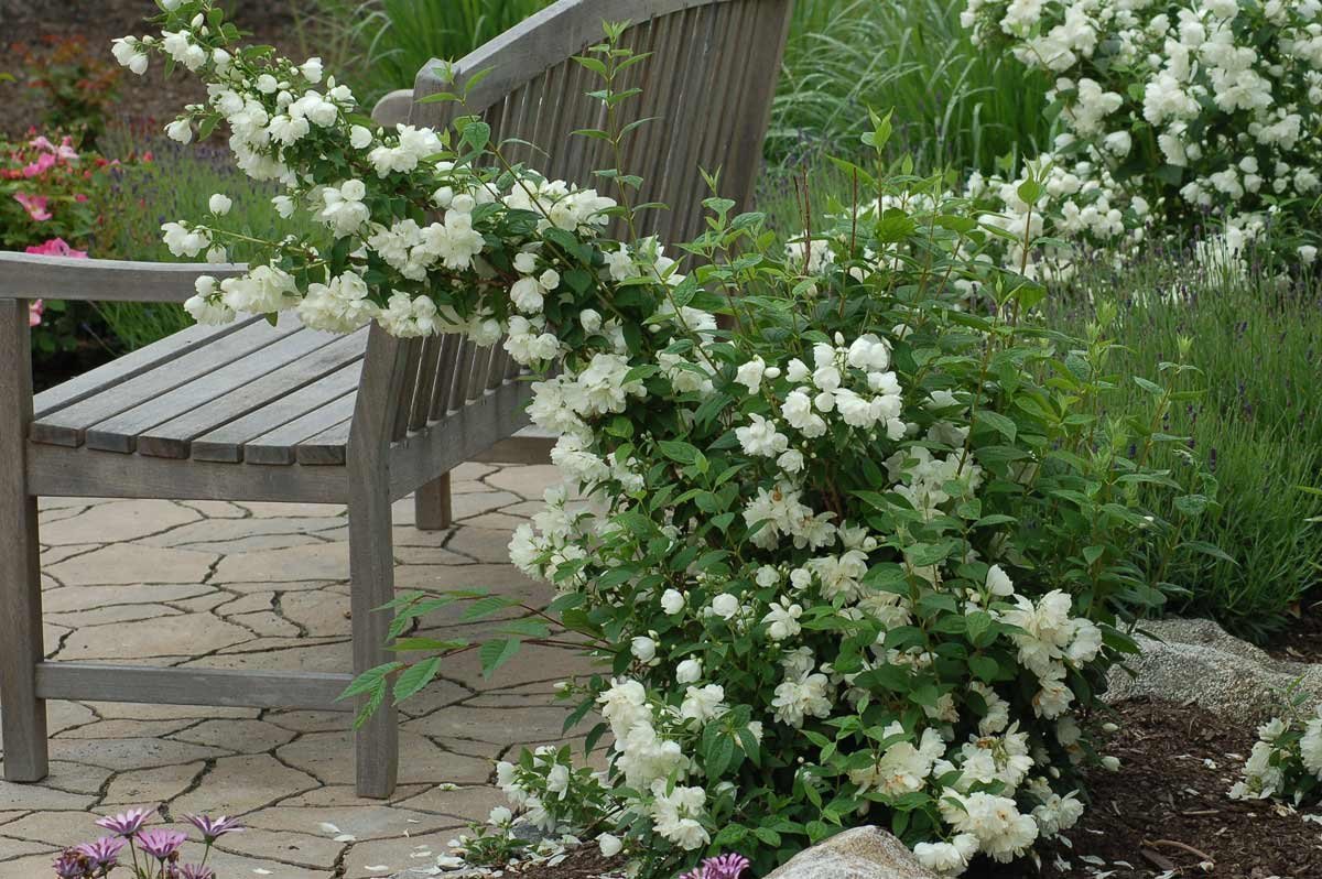 Чубушник воздушный десант